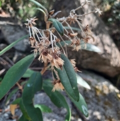 Olearia megalophylla at Namadgi National Park - 24 Feb 2024