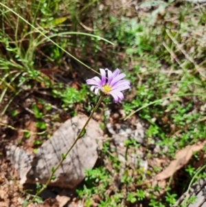 Calotis scabiosifolia var. integrifolia at Namadgi National Park - 24 Feb 2024