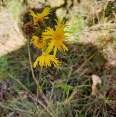 Podolepis sp. at Namadgi National Park - 24 Feb 2024 by MB