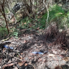 Ptilonorhynchus violaceus (Satin Bowerbird) at Tharwa, ACT - 24 Feb 2024 by MB