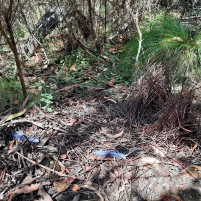 Ptilonorhynchus violaceus (Satin Bowerbird) at Tharwa, ACT - 24 Feb 2024 by MB