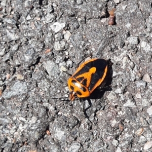 Agonoscelis rutila at Namadgi National Park - 24 Feb 2024 12:27 PM