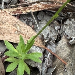 Wahlenbergia stricta subsp. stricta (Tall Bluebell) at Aranda Bushland - 24 Feb 2024 by lbradley