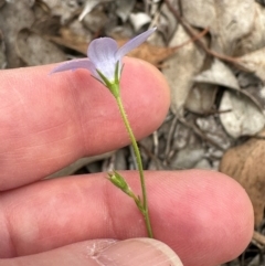 Wahlenbergia stricta subsp. stricta at Aranda, ACT - 24 Feb 2024 01:56 PM