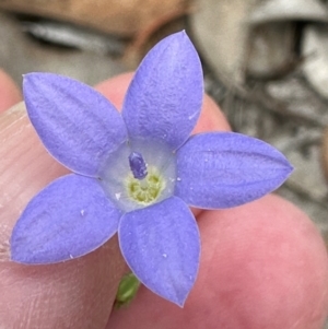 Wahlenbergia stricta subsp. stricta at Aranda, ACT - 24 Feb 2024 01:56 PM