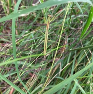 Tenodera australasiae at Lyons, ACT - 26 Jan 2022