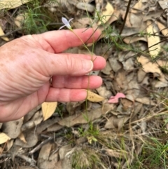 Wahlenbergia capillaris (Tufted Bluebell) at Aranda Bushland - 24 Feb 2024 by lbradley