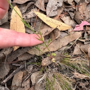 Wahlenbergia capillaris at Aranda, ACT - 24 Feb 2024