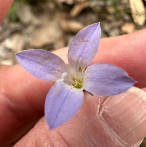 Wahlenbergia capillaris at Aranda, ACT - 24 Feb 2024 01:59 PM