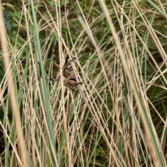 Neosparassus sp. (genus) (Badge huntsman) at Lyons, ACT - 6 Mar 2022 by ran452