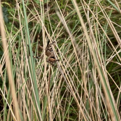 Neosparassus calligaster at Lyons, ACT - 6 Mar 2022 by ran452