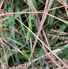 Unidentified Praying mantis (Mantodea) at Lyons, ACT - 15 Mar 2022 by ran452