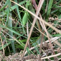 Pseudomantis albofimbriata at Lyons, ACT - 16 Mar 2022