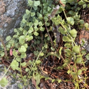 Asplenium flabellifolium at Rob Roy Range - 24 Feb 2024 11:59 AM