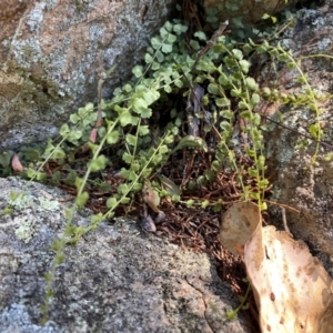 Asplenium flabellifolium at Rob Roy Range - 24 Feb 2024 11:59 AM