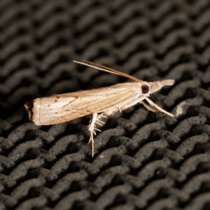 Culladia cuneiferellus at Harrison, ACT - 23 Feb 2024