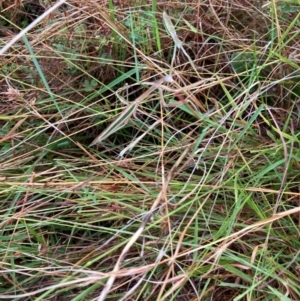 Tenodera australasiae at Lyons, ACT - 17 Mar 2022