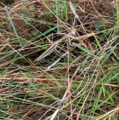 Tenodera australasiae at Lyons, ACT - 17 Mar 2022