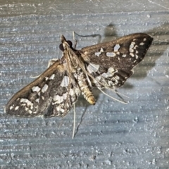 Ischnurges illustralis (A Crambid moth) at Pebbly Beach, NSW - 22 Feb 2024 by Pirom