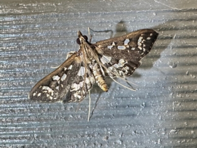 Ischnurges illustralis (A Crambid moth) at Murramarang National Park - 22 Feb 2024 by Pirom