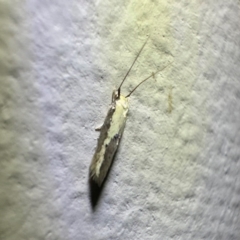 Opogona stenocraspeda (Tineidae) at Murramarang National Park - 20 Feb 2024 by Pirom