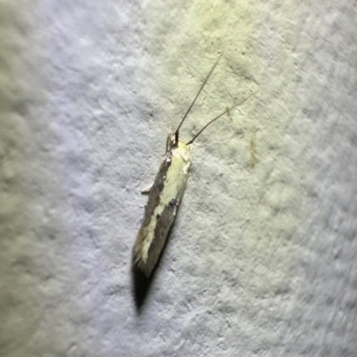 Opogona (genus) (A fungus moth) at Murramarang National Park - 20 Feb 2024 by Pirom
