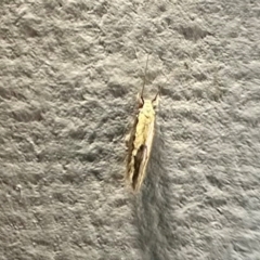 Opogona stenocraspeda at Murramarang National Park - 20 Feb 2024 09:09 PM