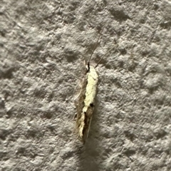 Opogona stenocraspeda at Murramarang National Park - 20 Feb 2024 09:09 PM