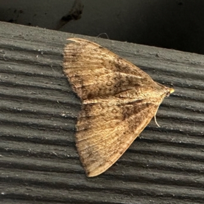 Chrysolarentia mecynata (Mecynata Carpet Moth) at Murramarang National Park - 20 Feb 2024 by Pirom
