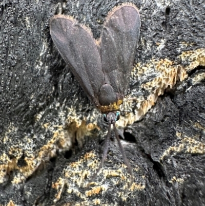Pollanisus subdolosa (A Forester Moth) at Murramarang National Park - 20 Feb 2024 by Pirom
