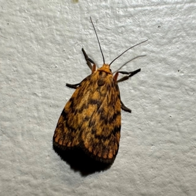 Cyme structa (Banded Lichen Moth) at Murramarang National Park - 22 Feb 2024 by Pirom