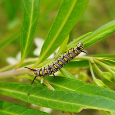 Unidentified Nymph (Nymphalidae) at Invergordon, NSW - 24 Feb 2024 by Csteele4