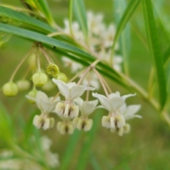 Gomphocarpus fruticosus (Narrow-leaved Cotton Bush) at Invergordon, NSW - 24 Feb 2024 by Csteele4