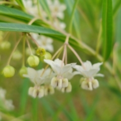 Gomphocarpus fruticosus at Invergordon, NSW - 24 Feb 2024