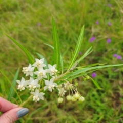 Gomphocarpus fruticosus at Invergordon, NSW - 24 Feb 2024