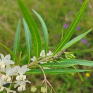 Gomphocarpus fruticosus at Invergordon, NSW - 24 Feb 2024