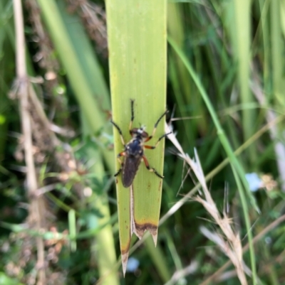 Unidentified Robber fly (Asilidae) at Lyons, ACT - 10 Jan 2023 by ran452