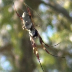 Trichonephila edulis (Golden orb weaver) at Aranda Bushland - 24 Feb 2024 by lbradley