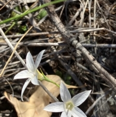 Wahlenbergia luteola (Yellowish Bluebell) at Fentons Creek, VIC - 22 Jan 2024 by KL