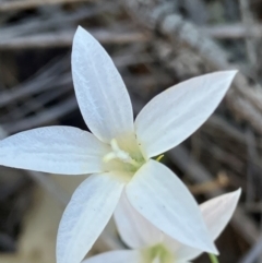 Wahlenbergia luteola at Suttons Dam - 22 Jan 2024