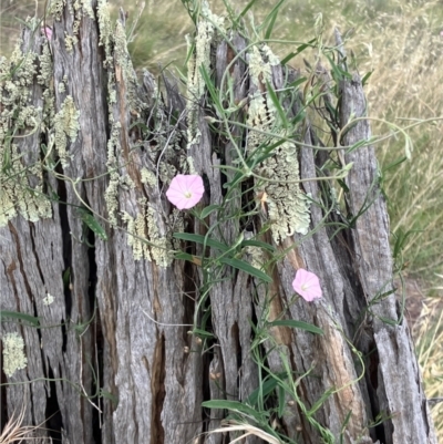 Convolvulus angustissimus subsp. angustissimus (Australian Bindweed) at Suttons Dam - 24 Jan 2024 by KL