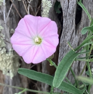 Convolvulus angustissimus subsp. angustissimus at Suttons Dam - suppressed