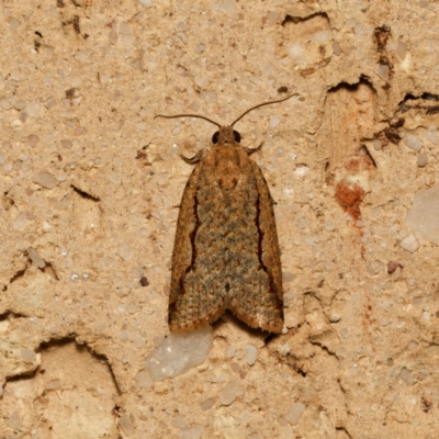 Meritastis undescribed species (A Tortricid moth) at Harrison, ACT - 16 Feb 2024 by DPRees125