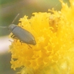 Dasytinae (subfamily) (Soft-winged flower beetle) at Symonston, ACT - 24 Feb 2024 by MichaelMulvaney
