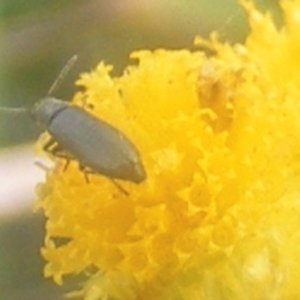 Dasytinae (subfamily) at Mugga Mugga Grassland (MMW) - 24 Feb 2024