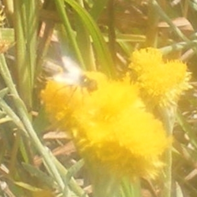 Platystomatidae (family) (Unidentified signal fly) at Mugga Mugga Grassland (MMW) - 24 Feb 2024 by MichaelMulvaney