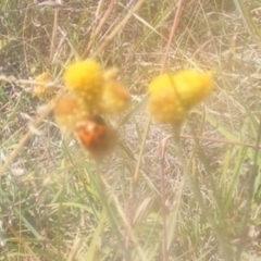 Coccinella transversalis (Transverse Ladybird) at O'Malley, ACT - 24 Feb 2024 by MichaelMulvaney