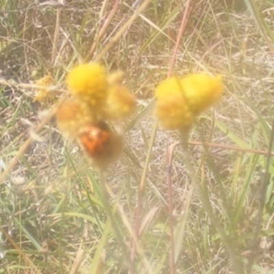 Coccinella transversalis (Transverse Ladybird) at Mount Mugga Mugga - 24 Feb 2024 by MichaelMulvaney