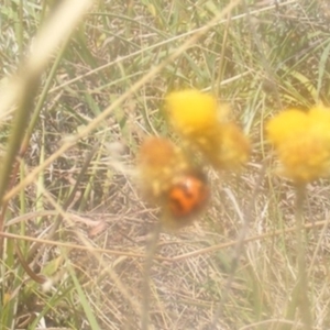 Coccinella transversalis at Mugga Mugga NR (MUG) - 24 Feb 2024