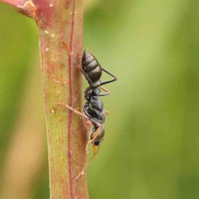 Myrmecia sp., pilosula-group (Jack jumper) at Black Mountain - 21 Feb 2024 by ConBoekel